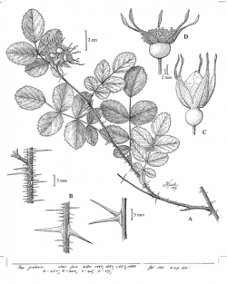 Line drawing showing A) habit; B) sections of stem showing prickles; C) flower bud; and D) mature hip (drawn from specimens from S. F. B. Morse Botanical Preserve, Del Monte Forest). Linda Vorobik © 1997. Visit her website at: http://www.vorobikbotanicalart.com  